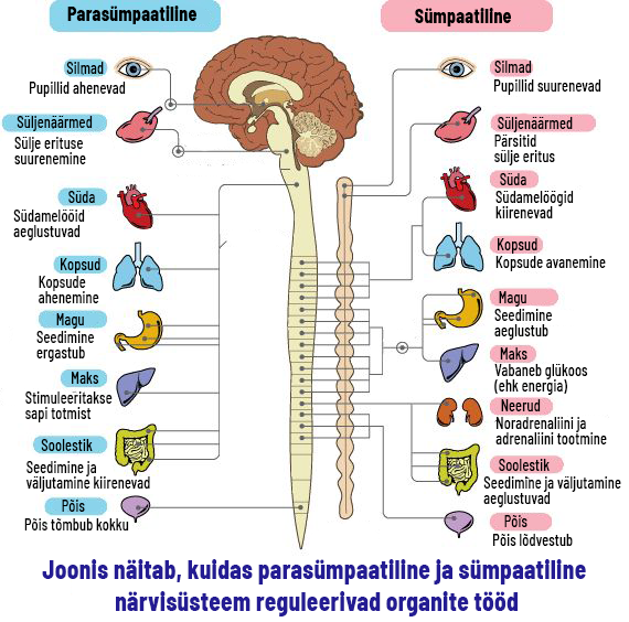 Enzymedica parasümpaatiline ja sümpaatiline närvisüsteem